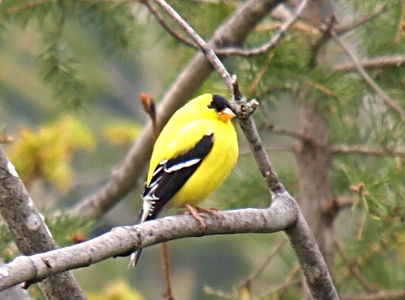 [Round looking yellow bird with black and white wings and a black mark between its eyes and beak is perched in a tree.]